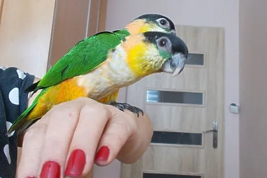 Barwinka czarnogłowa (Pionites melanocephalus), Wielkopolskie, Kościan
