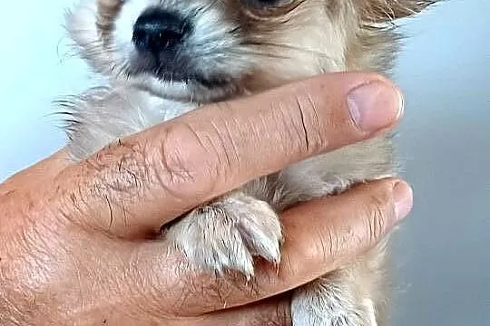 Dziewczynka Mini Długowłosa Chihuahua