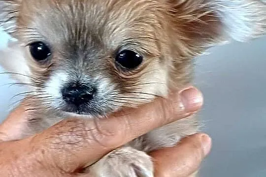 Dziewczynka Mini Długowłosa Chihuahua, Łódzkie, Zgierz