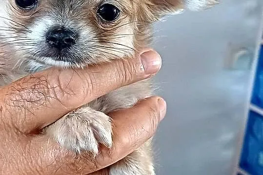 Dziewczynka Mini Długowłosa Chihuahua, Łódzkie, Zgierz