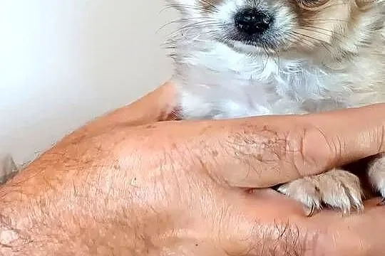 Dziewczynka Mini Długowłosa Chihuahua, Łódzkie, Zgierz