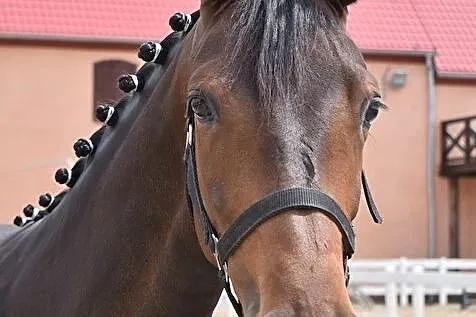 KLACZ 2019 NA SPRZEDAŻ, , Dobromierz