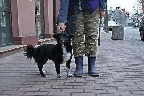 Pies idealny, mały, radosny, grzeczny,  mazowiecki