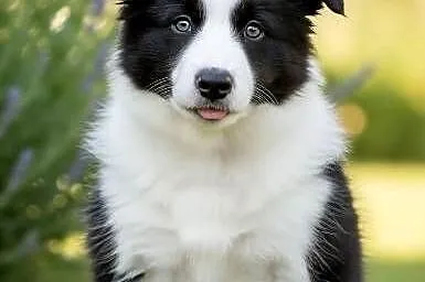 Szczeniaki border collie czarno-białe i czekoladowo-białe