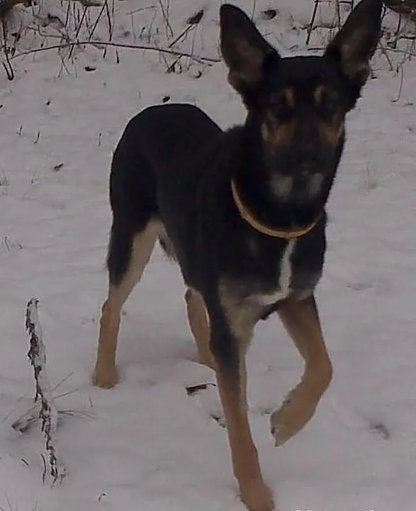 W Radości 6.01.2015 zaginął pies.Proszę o pomoc.
