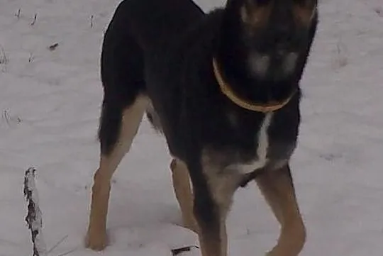 W Radości 6.01.2015 zaginął pies.Proszę o pomoc.