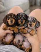 Szczenięta rasy mini dashound dostępne do adopcji. Aktualizacje można uzyskać mailowo pod adresem {{