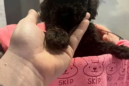 Pudel miniatura samiec, Dolnośląskie, Milicz