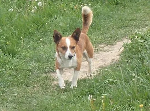 Bingo -6kilowy piesek w typie corgi, łódzkie Skie