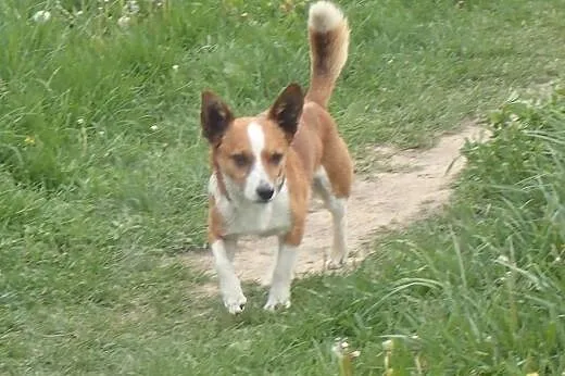 Bingo -6kilowy piesek w typie corgi, łódzkie Skierniewice