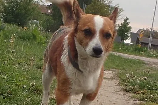 Bingo -6kilowy piesek w typie corgi,  łódzkie Skie
