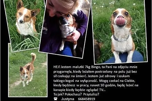 Bingo -6kilowy piesek w typie corgi,  łódzkie Skie