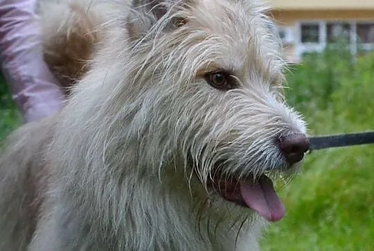 Agat 4-ro letni pies w  typie owczarka pikardyjski