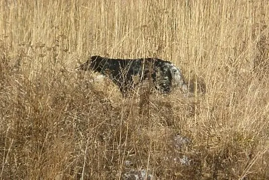 Duży Munsterlander
