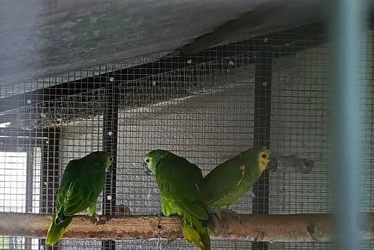 Amazonka Niebieskoczelna Samica, Małopolskie, Żabno