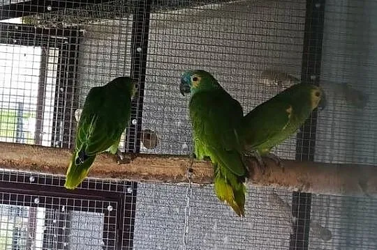 Amazonka Niebieskoczelna Samica, Małopolskie, Żabno