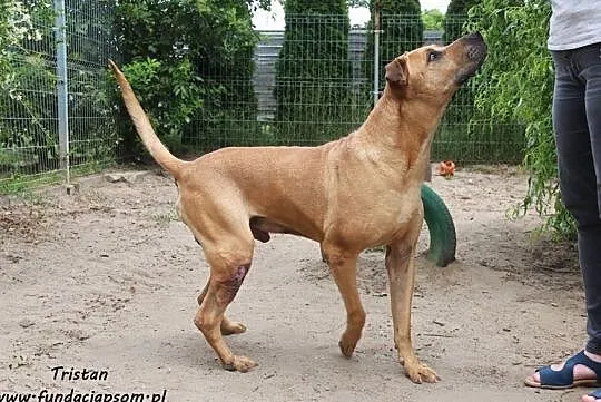 Tristan - promienny rudasek, Mazowieckie, Nowy Dwór Mazowiecki