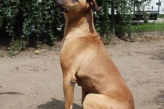 Tristan - promienny rudasek, Mazowieckie, Nowy Dwór Mazowiecki
