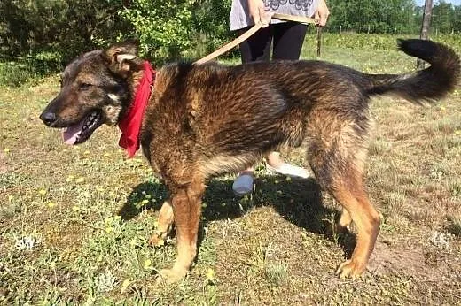 Piorun roczny, owczarkowaty - domek moim marzeniem
