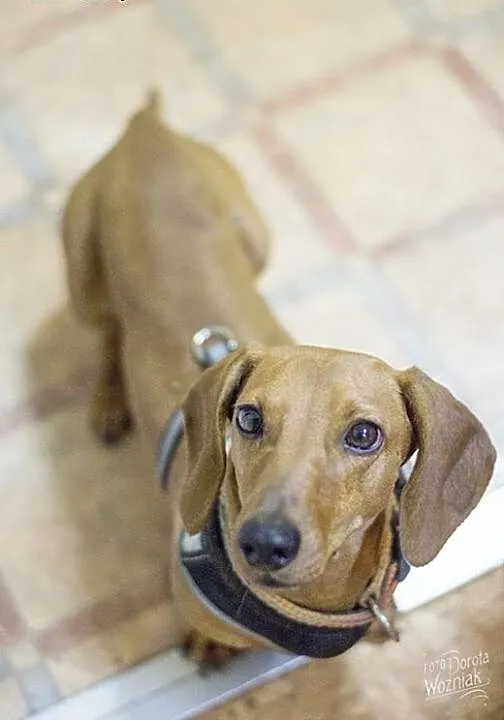 Jamniczka Judi do adopcji, Jamnik cała Polska