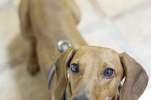 Jamniczka Judi do adopcji,  Jamnik cała Polska