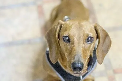 Jamniczka Judi do adopcji,  Jamnik cała Polska