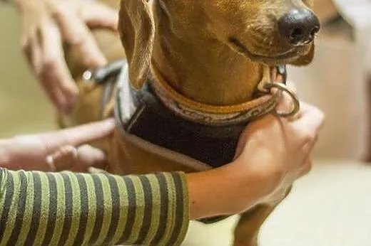 Jamniczka Judi do adopcji,  Jamnik cała Polska