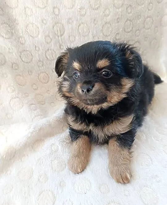 Mini chłopiec chiuhuahua, Kujawsko-pomorskie, Grudziądz