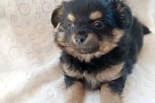 Mini chłopiec chiuhuahua, Kujawsko-pomorskie, Grudziądz