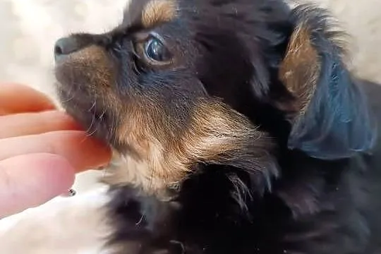 Mini chłopiec chiuhuahua, Kujawsko-pomorskie, Grudziądz