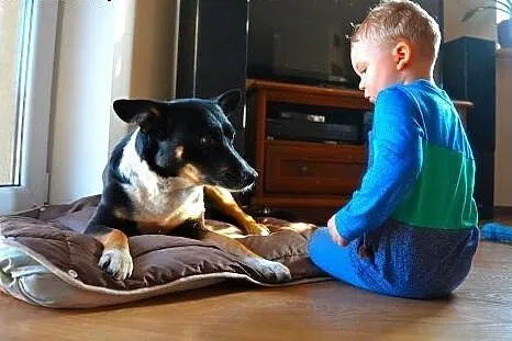 Spokojny Haker szuka domu.,  łódzkie Łódź