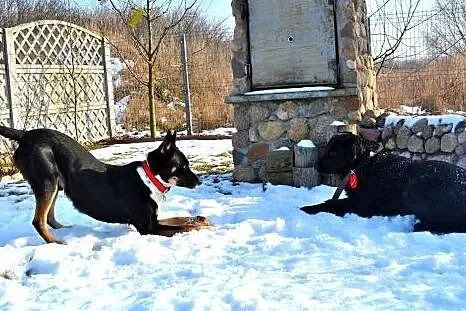 Spokojny Haker szuka domu.,  łódzkie Łódź