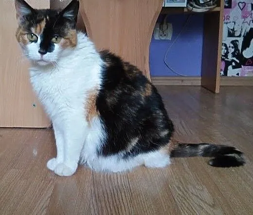 Piękna młoda koteczka Bahati do adopcji , mazowie