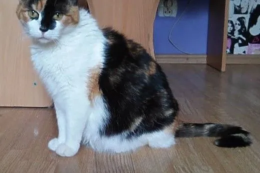 Piękna młoda koteczka Bahati do adopcji , mazowieckie Warszawa