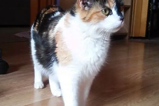 Piękna młoda koteczka Bahati do adopcji ,  mazowie