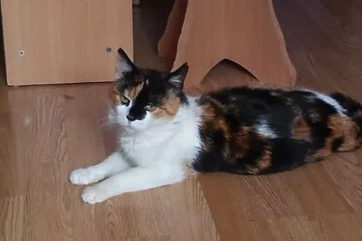 Piękna młoda koteczka Bahati do adopcji ,  mazowie
