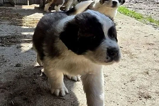 Sprzedam, Zachodniopomorskie, Dolsko