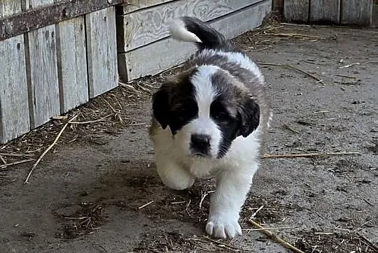 Sprzedam, Zachodniopomorskie, Dolsko