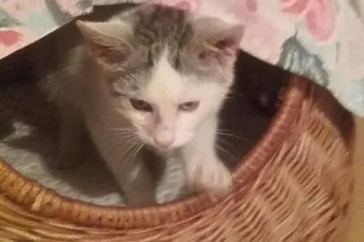 Sasha i Felek do adopcji,  łódzkie Łódź
