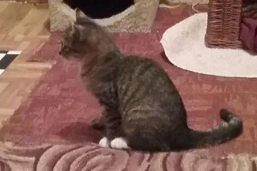Sasha i Felek do adopcji,  łódzkie Łódź