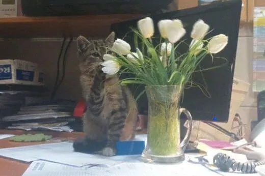 Sasha i Felek do adopcji,  łódzkie Łódź