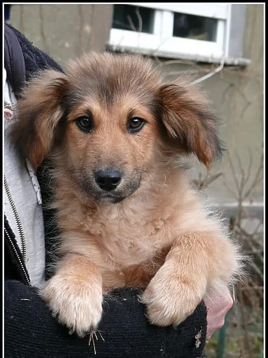 KUBUŚ - uroczy 4-miesięczny piesek do adopcji