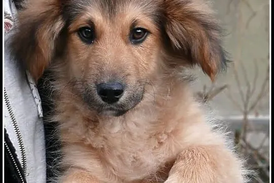 KUBUŚ - uroczy 4-miesięczny piesek do adopcji