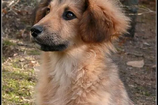 KUBUŚ - uroczy 4-miesięczny piesek do adopcji
