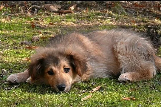 KUBUŚ - uroczy 4-miesięczny piesek do adopcji
