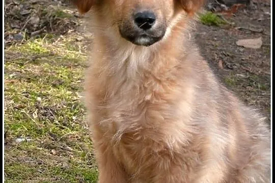 KUBUŚ - uroczy 4-miesięczny piesek do adopcji