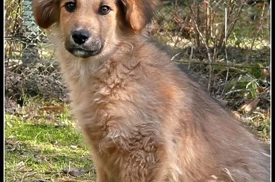 KUBUŚ - uroczy 4-miesięczny piesek do adopcji