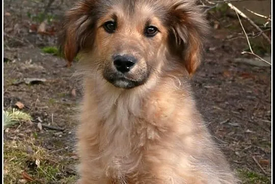 KUBUŚ - uroczy 4-miesięczny piesek do adopcji