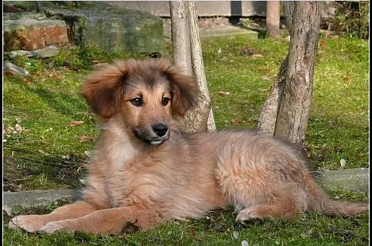KUBUŚ - uroczy 4-miesięczny piesek do adopcji