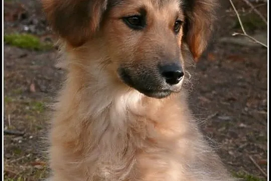 KUBUŚ - uroczy 4-miesięczny piesek do adopcji